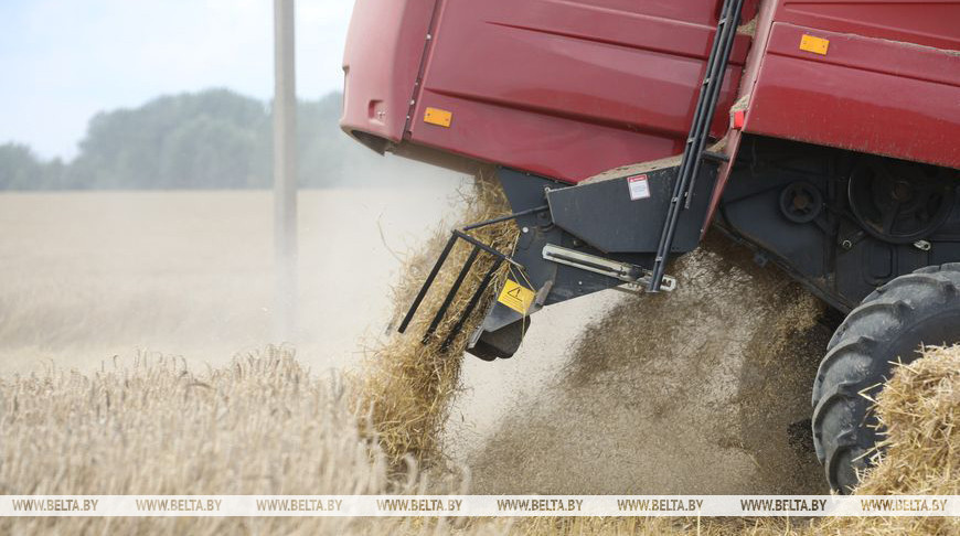 Over 6.1m tonnes of grain, rapeseed threshed in Belarus