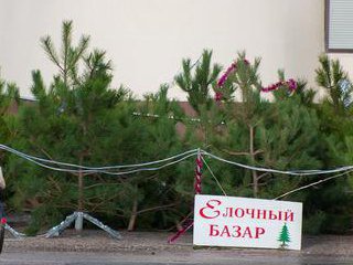 Осиповчане, а вам нужна ёлка?