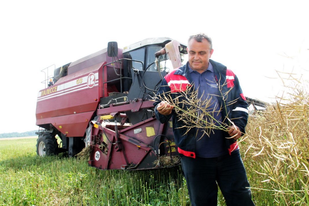 Уборка рапса закончена в ОАО "Авангард-Нива"