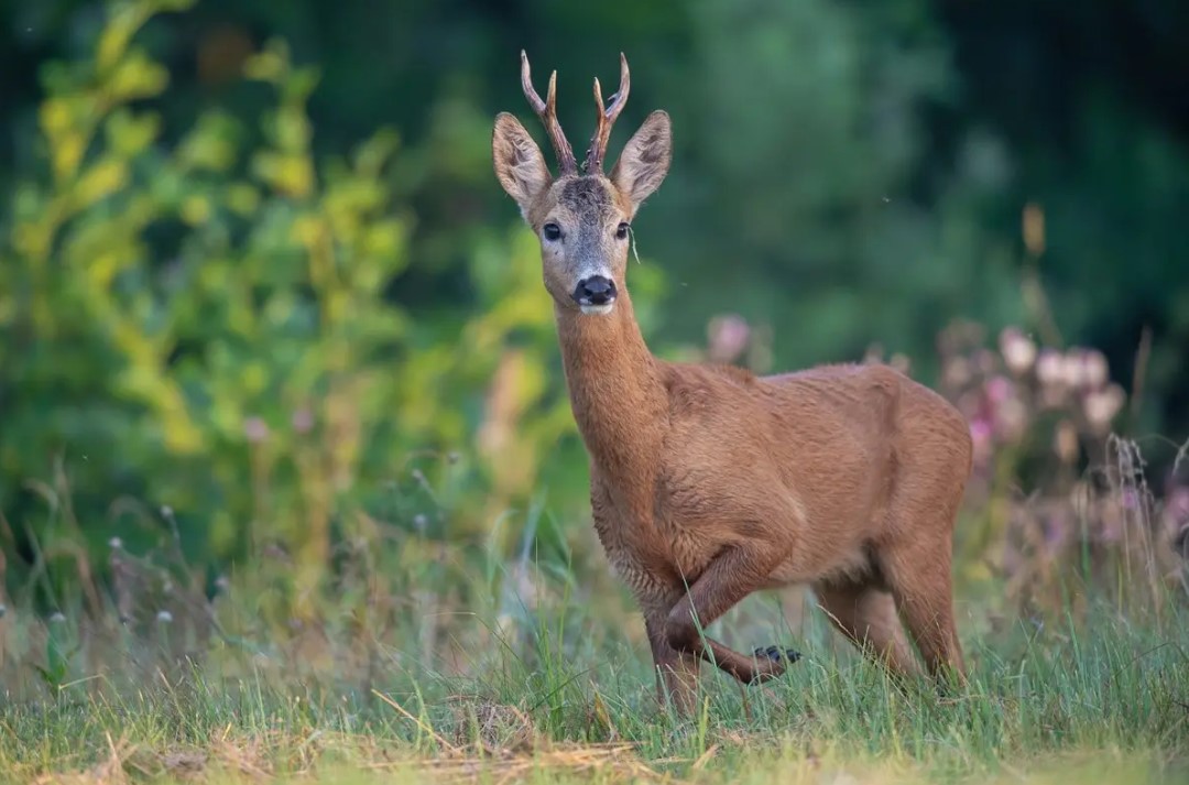 Лоси, косули и волки: чем богато Осиповичское охотничье хозяйство