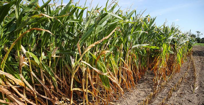 Some 246,500t of corn kernels threshed in Belarus