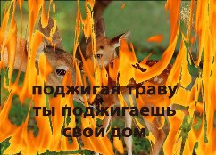 Последствия выжигания сухой травы 