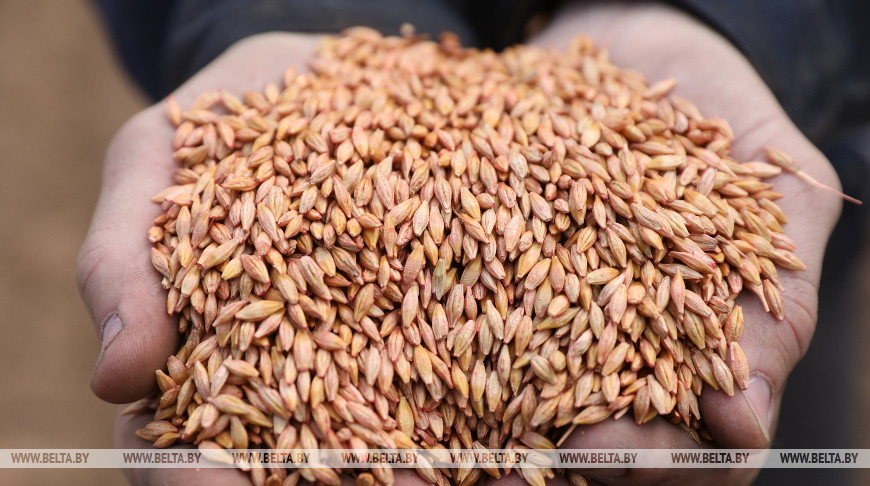 Belarus' grain harvest reaches 2m tonnes