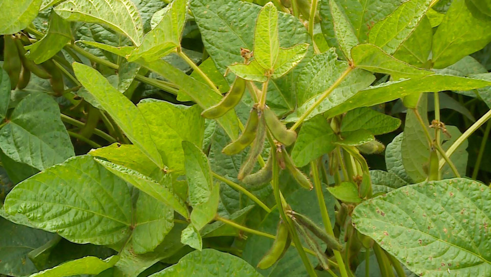 Зерновой финиш и овощной старт / Уборочная эстафета продолжается на Могилёвщине