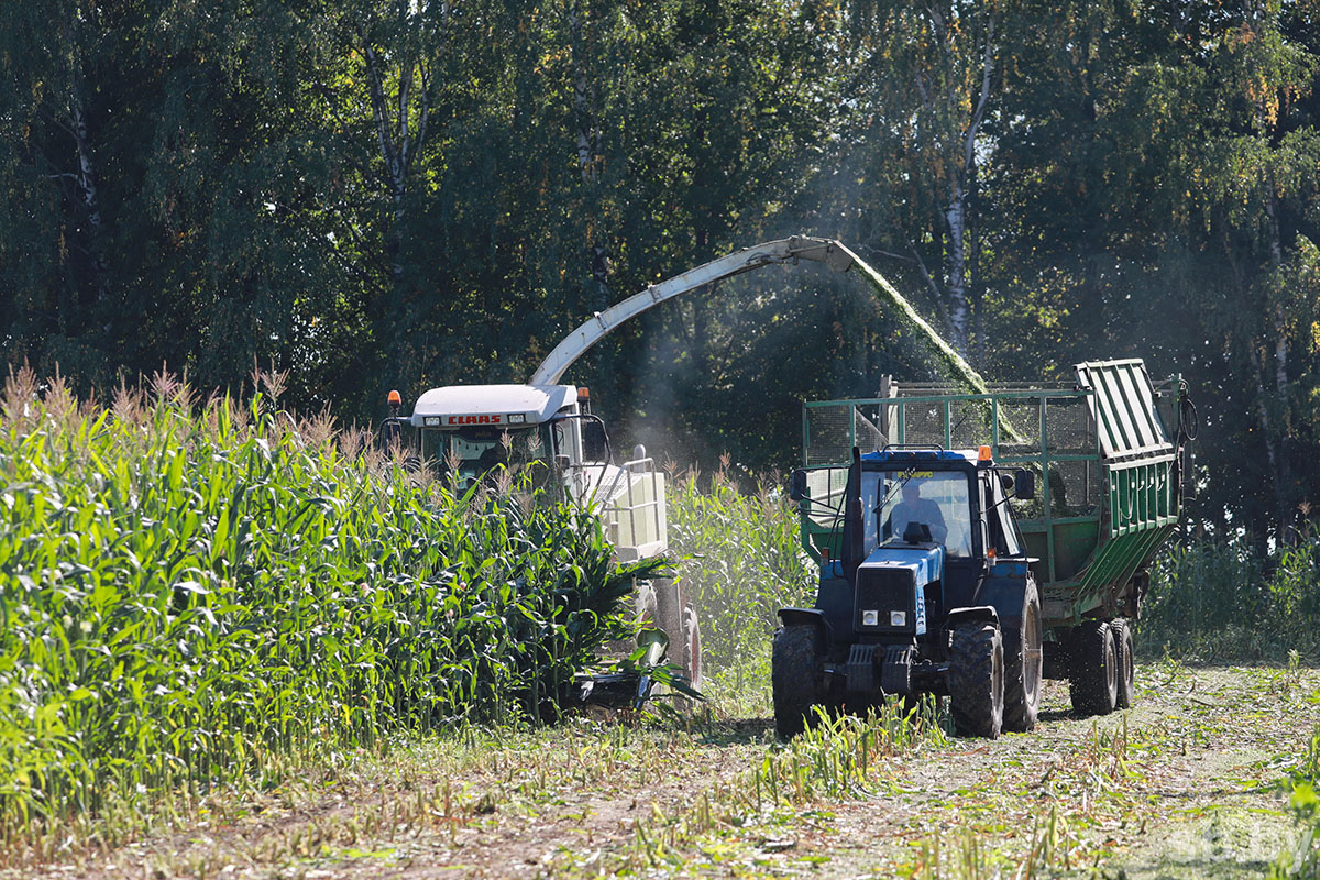 The corn harvest will allow the Mogilev region to replenish the necessary supply of
feed