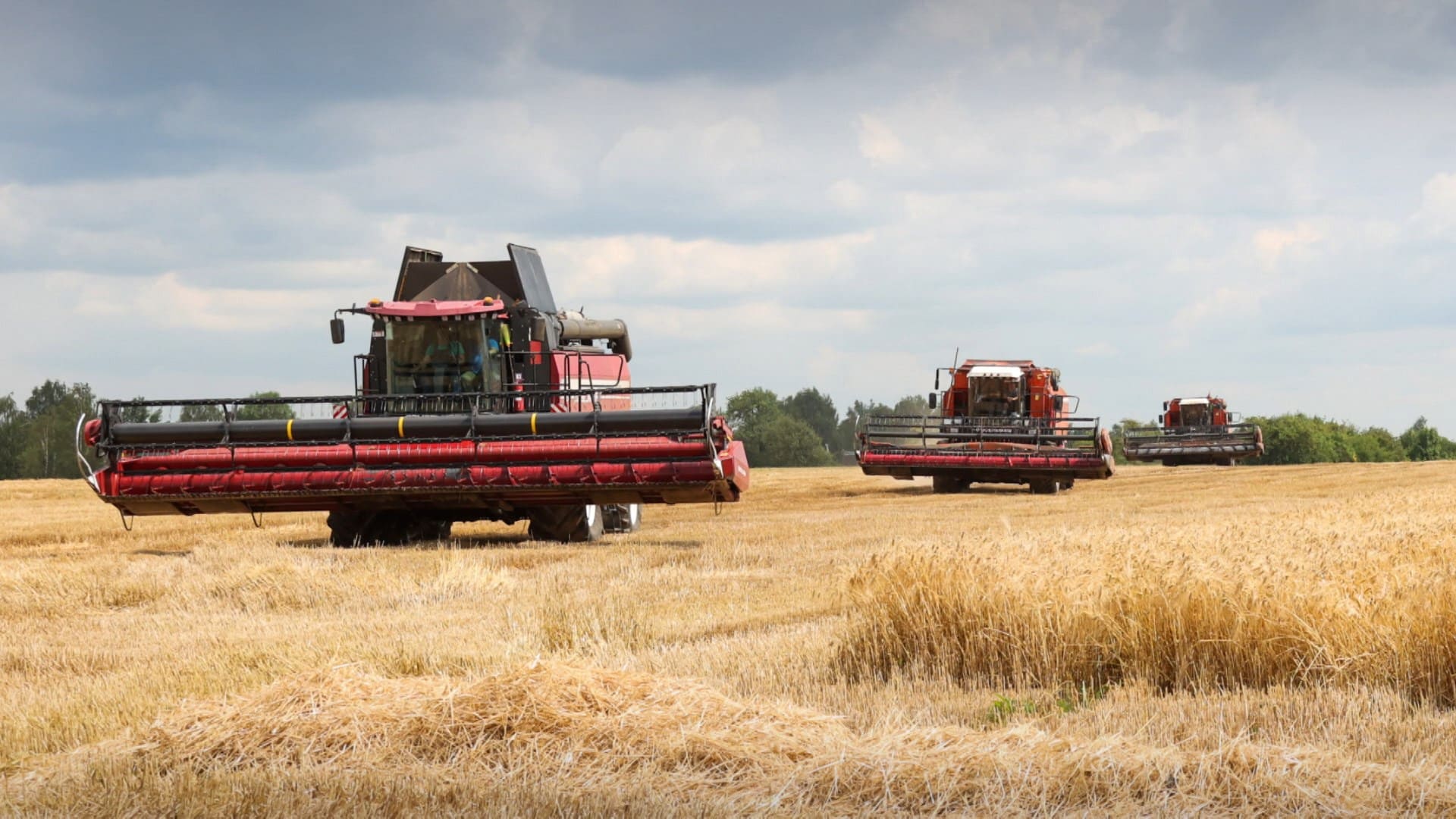 Жатва - 2025: массовая уборочная проходит по всем полям Беларуси