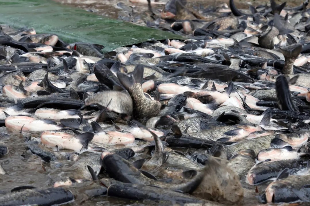 Тысячи карпов и толстолобиков поселились в Осиповичском водохранилище