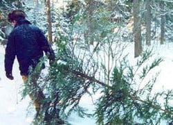В Могилевской области усилен контроль за незаконной вырубкой елей