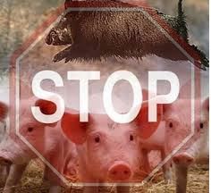   Меры профилактики по недопущению распространения опасных болезней животных