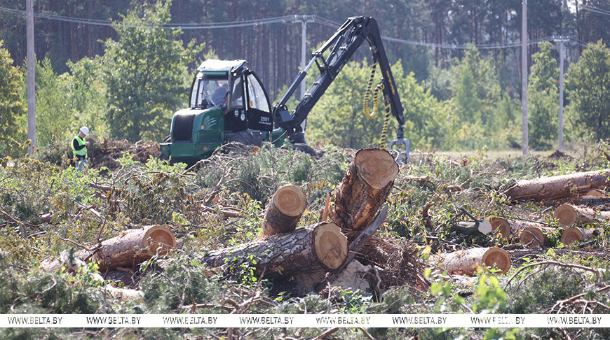 Lukashenko: Forests damaged by storm should be restored in 2025