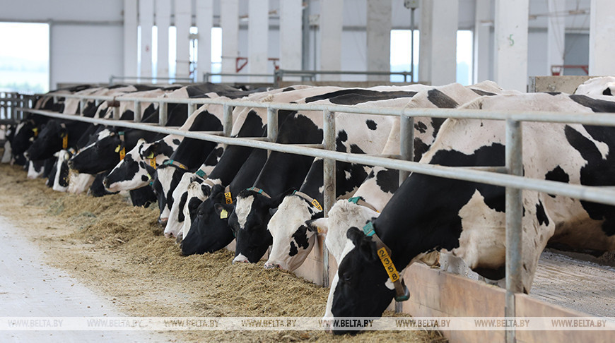 Centralized procurement of veterinary vaccines proposed in Belarus