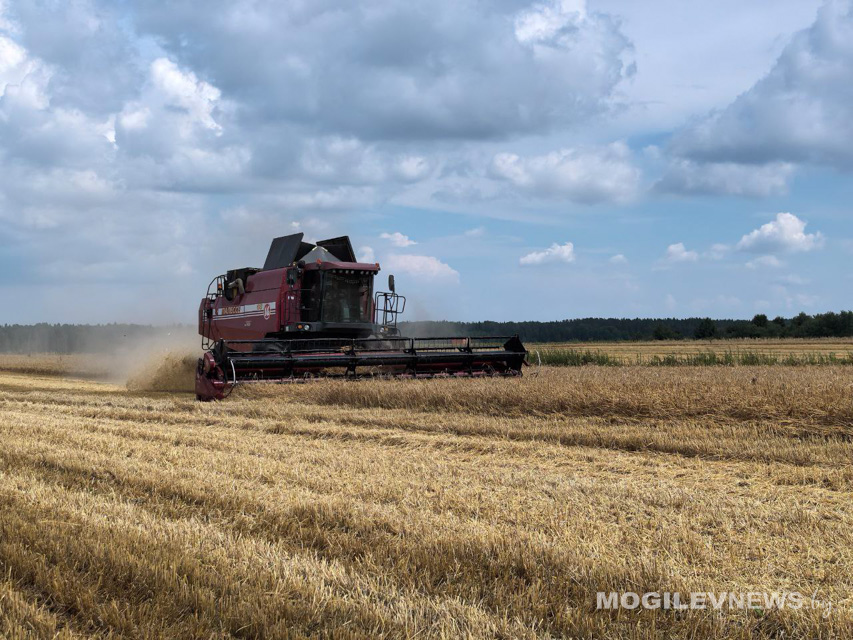 В Могилевской области убрано 70,1% площадей озимого ячменя