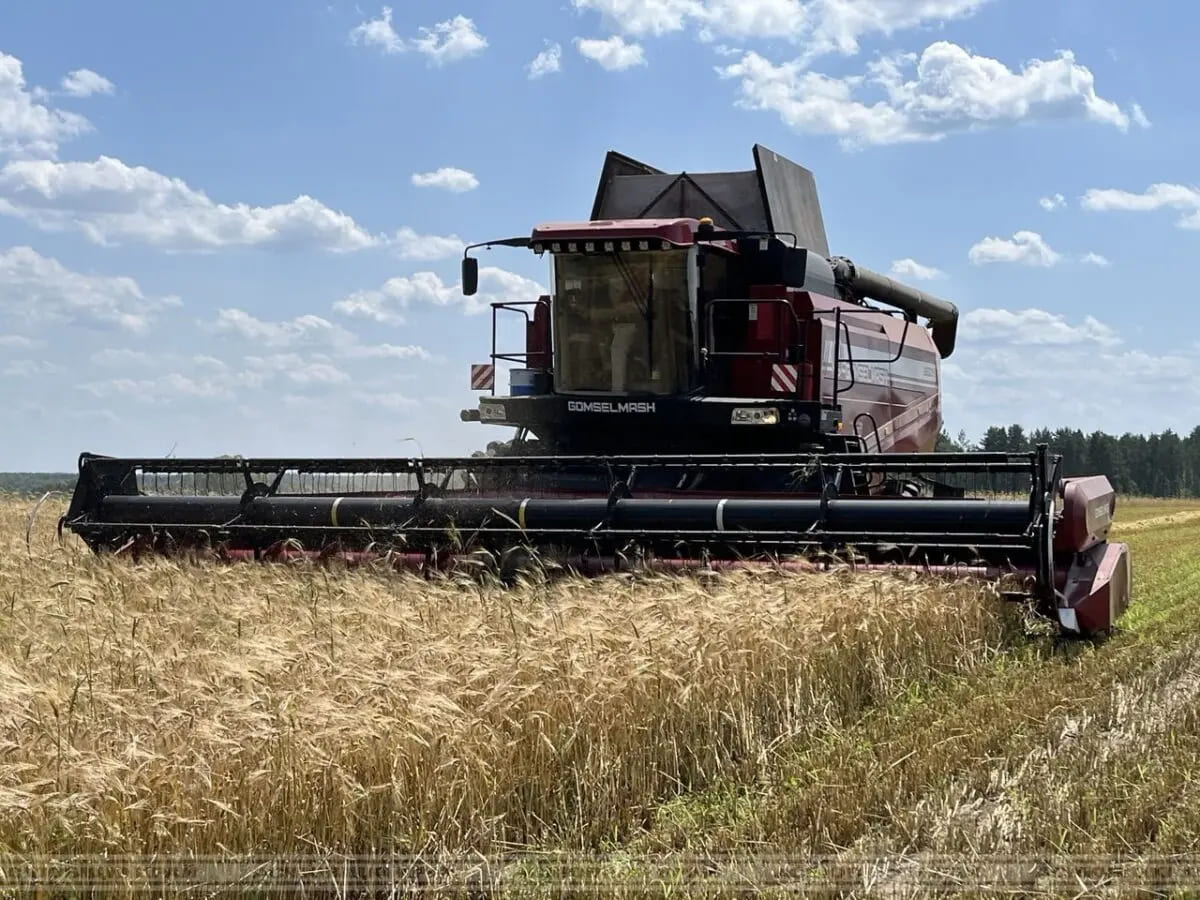На палетках — чысціня. У Асіповіцкім раёне завершана ўборка зерневых
