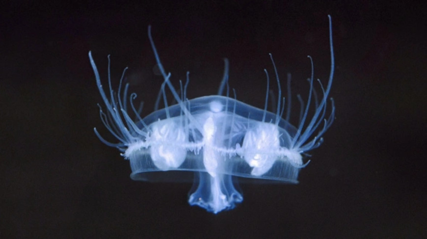 Scientist explains how jellyfish makes their way into Belarus