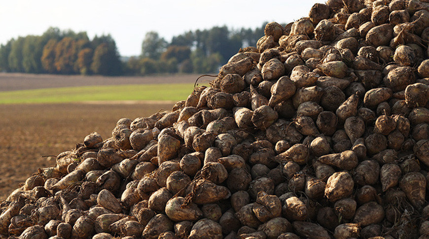 “I grew tired of convincing”. How did Lukashenko set the sugar industry straight and at what cost?