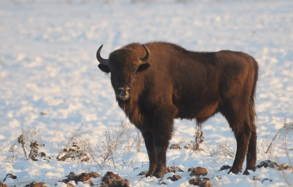 Зубр — бренд Осиповичского района: как вторая в стране популяция влияет на жизнь края