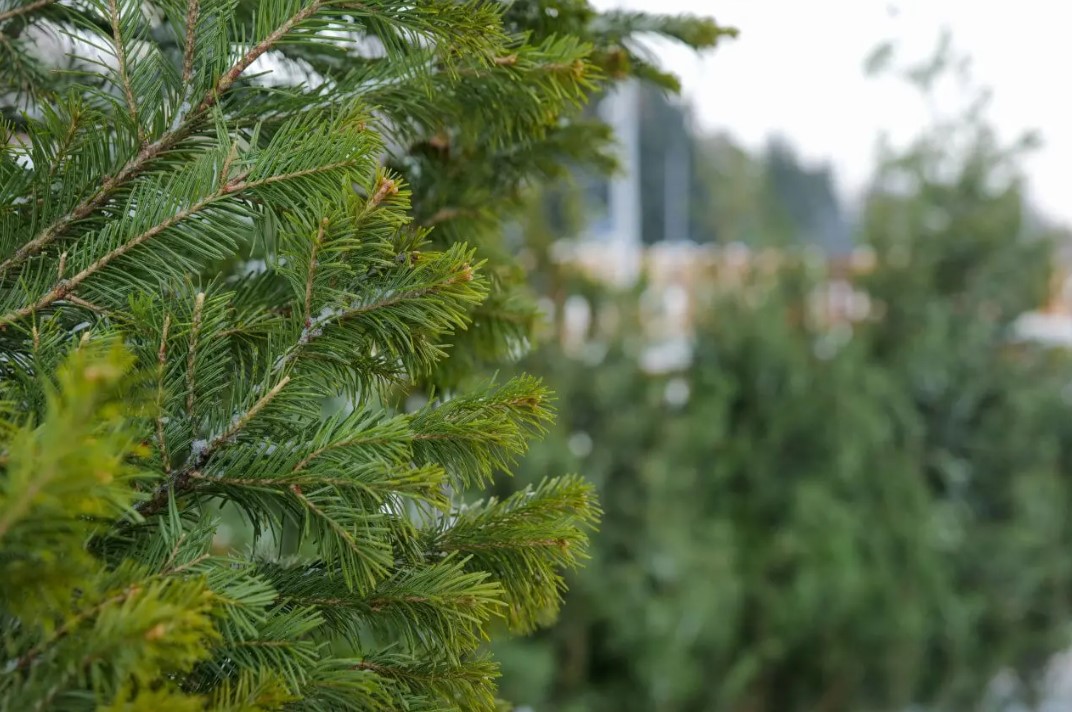 Елочные базары-2026 в Осиповичском районе