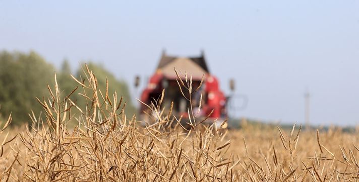 Over 7.9m tonnes of grain and rapeseed threshed in Belarus