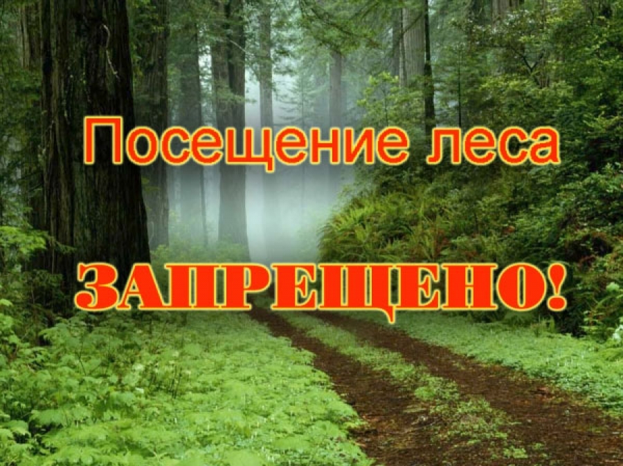 Запрет на посещение лесов введен в трех районах Могилевской области