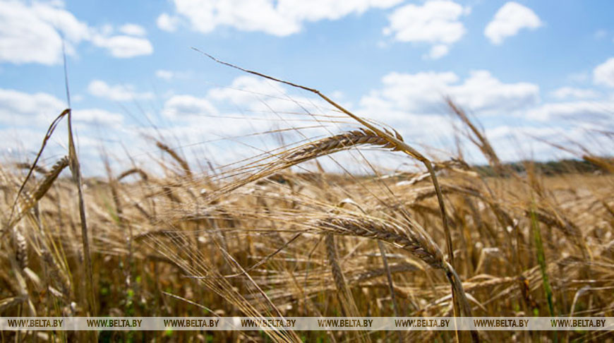 Экспорт сельхозпродукции, образование и туризм - Сенько о сотрудничестве с Китаем