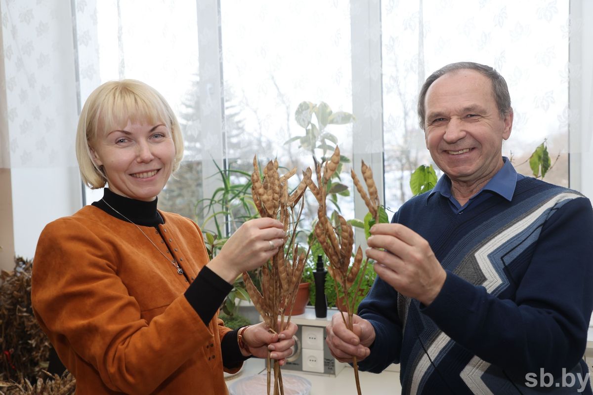 Useful pastries from white lupine: a new
variety was bred by bsaa scientists together with Russians